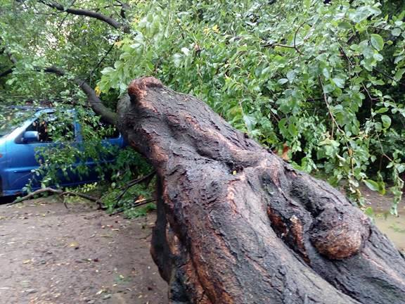 Величезне дерево впало на автівку в Мукачево(ФОТО+ВІДЕО)