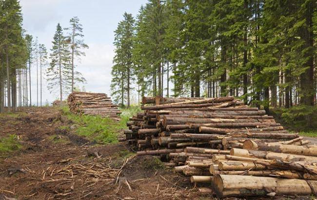 На Тячівщині незаконно вирубують ліси