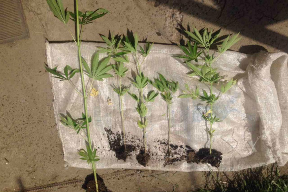 Житель села Кольчино на Мукачівщині вирощував заборонені рослини