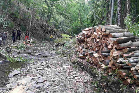 На Великоберезнянщині виявлено незаконну вирубку лісу