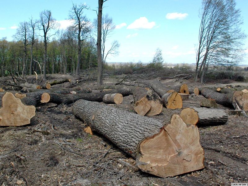 Закарпатця звинувачують в незаконній вирубці лісу