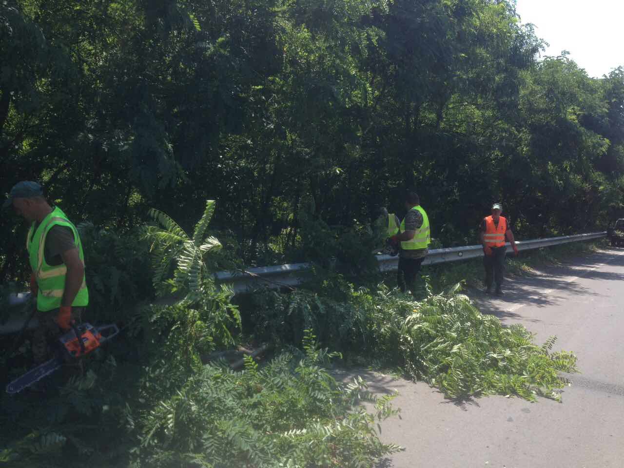 Лісівники ліквідували аварійні дерева на трасі Київ-Чоп