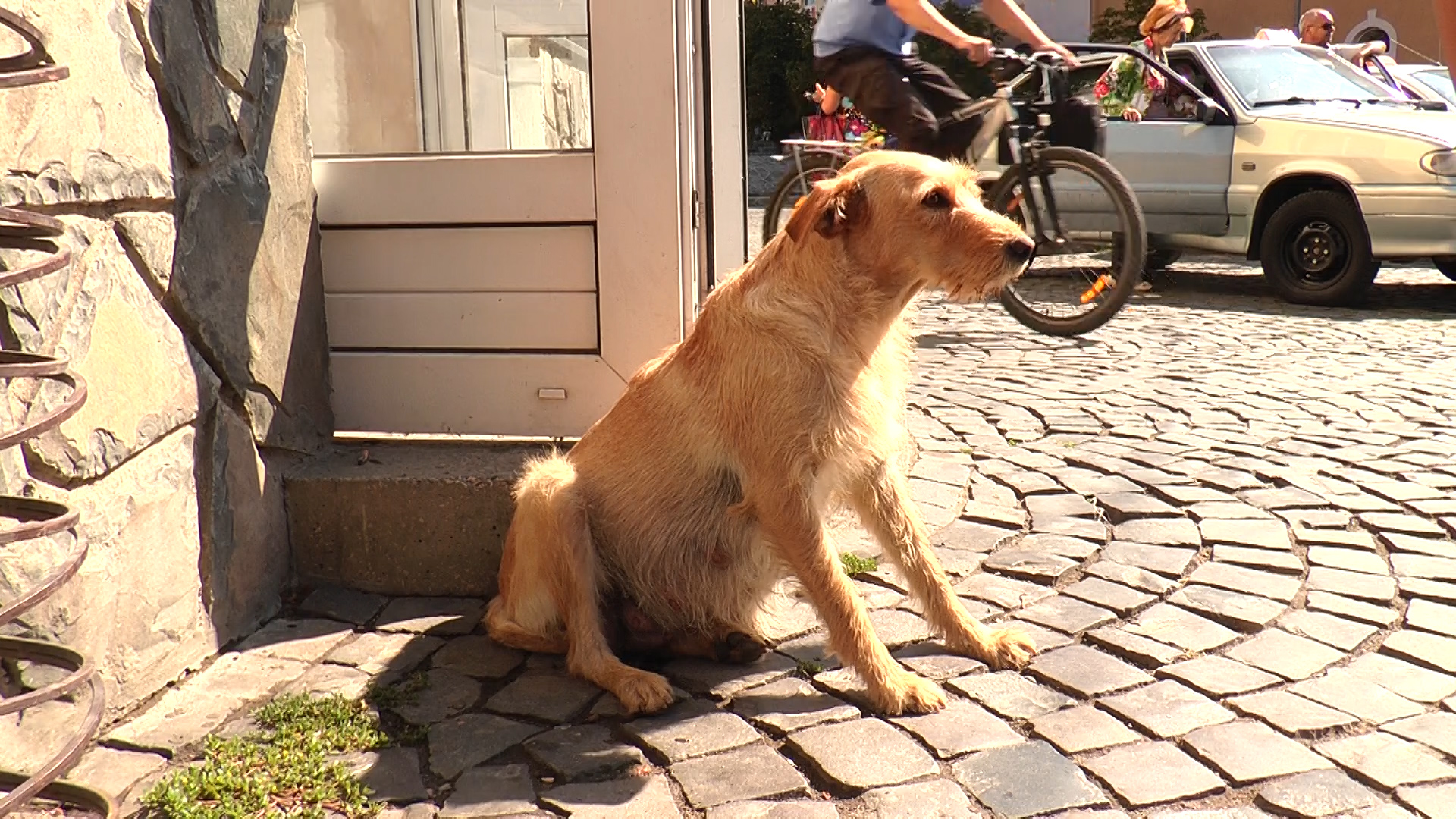 Безпритульні собаки в Мукачеві. Друзі чи небезпека? (ВІДЕО)