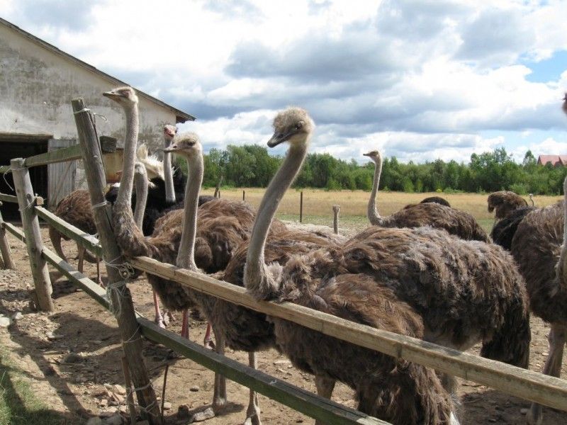 Екзотичні страуси на Закарпатті