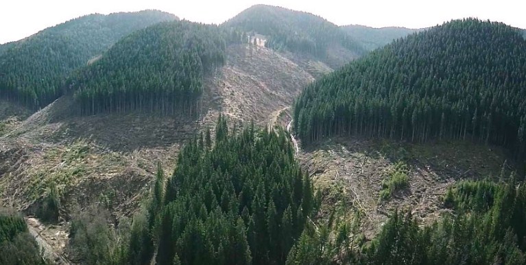 На Закарпатті вкрали лісу на шість мільйонів гривень