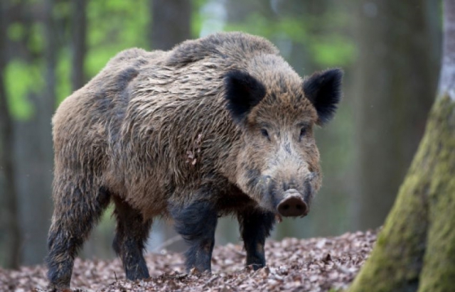 Африканська чума свиней вже на Виноградівщині, а на Берегівщині приймають запобіжні  заходи
