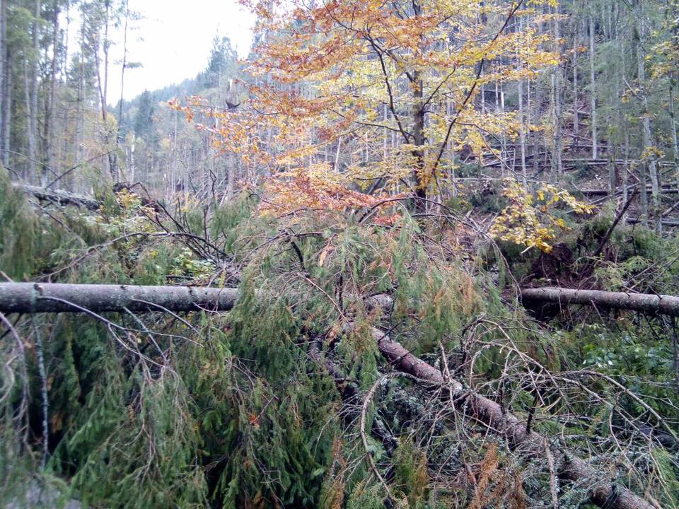 Буря у закарпатських лісах повикорчувала дерева