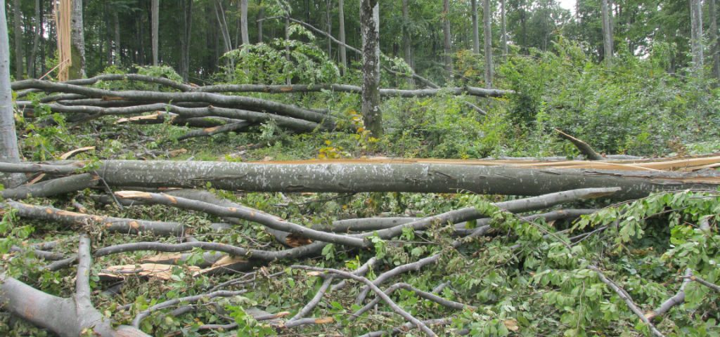 На Закарпатті за 40 хвилин буревій пошкодив понад 500 га лісу