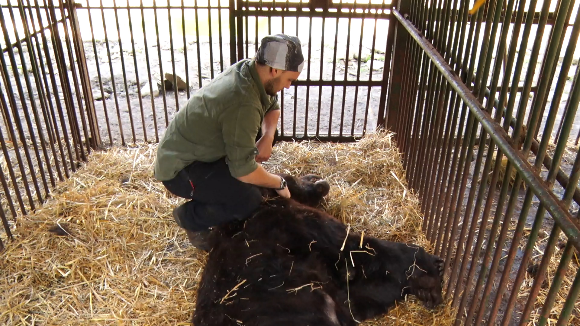 Європейські ветеринари допомагають лікувати Синевирських ведмедів (ВІДЕО)