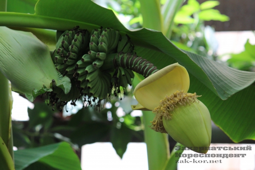 Живий тризуб, ужгородські банани та рідкісна флора: чим дивує ботанічний сад УжНУ