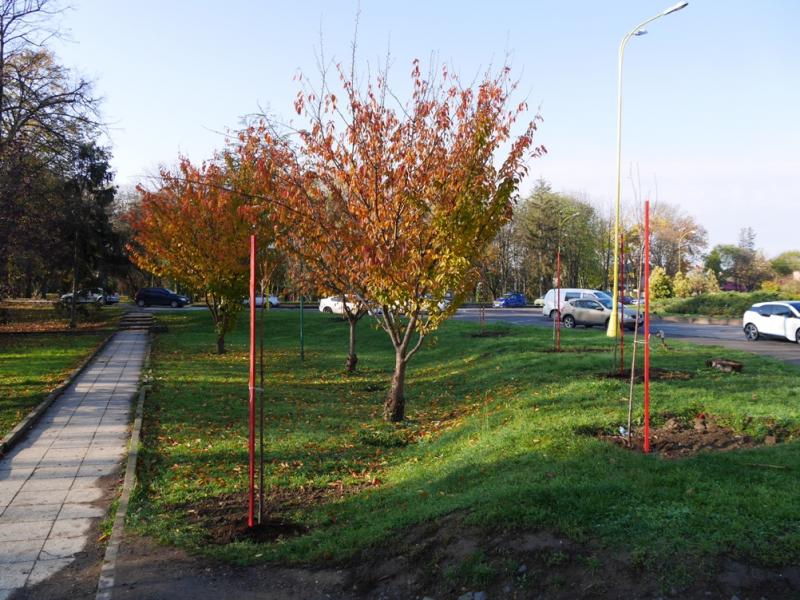 Щонайменше 250 дерев висадять у центральній частині Ужгорода