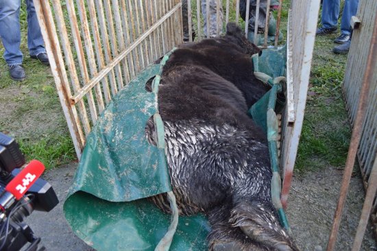До Синевира привезли ще трьох ведмедів із приватного зоопарку (ФОТО)