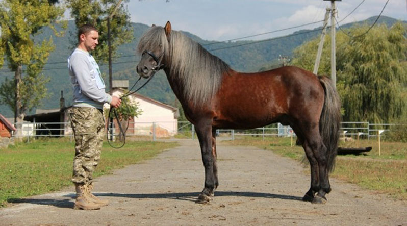 Чим унікальний кінь-гуцулик – абориген Карпатських гір чи парнокопитний лікар