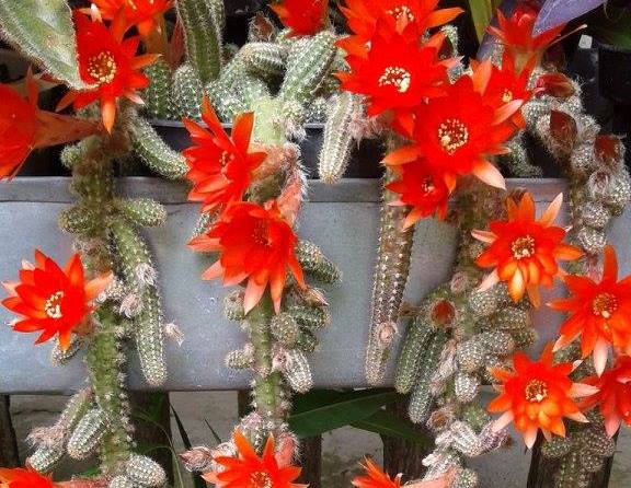 У квітковому царстві закарпатки щороку цвітуть кактуси