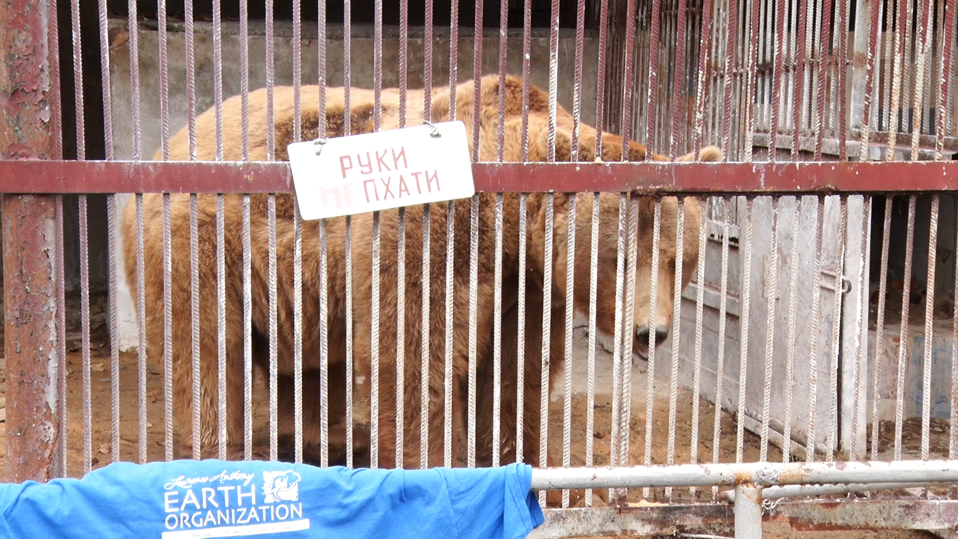 З приватного міні-зоопарку Самбора визволили трьох ведмедів (ВІДЕО)