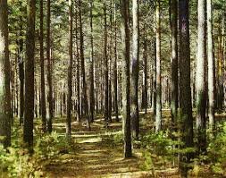 Москаль повертає в державну власність 350 гектарів лісу в Мукачівському районі, де Балога побудував собі дачу (+ ДОКУМЕНТ)