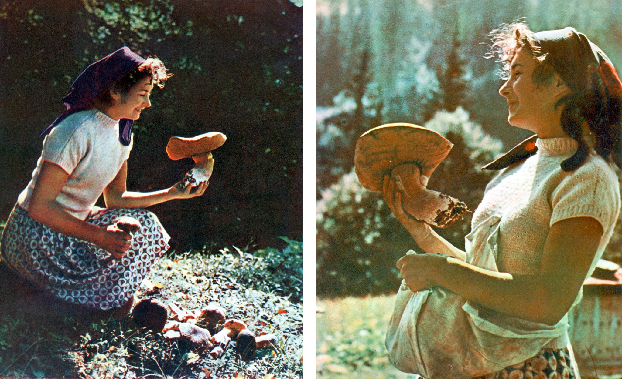 Закарпатські гриби 50 років тому. Якими вони були?