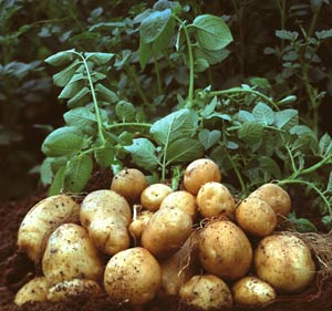 Про появу картоплі на Закарпатті