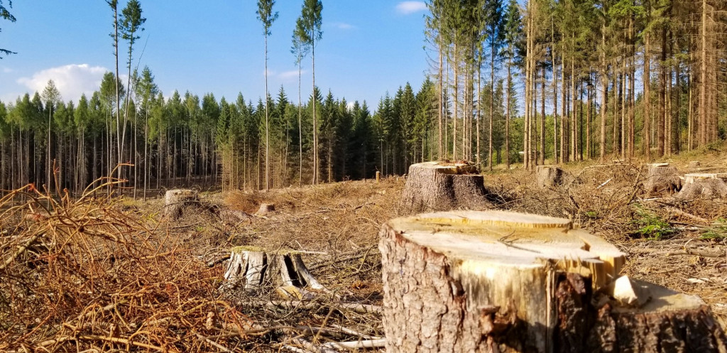 На Великоберезнянщині незаконно вирубали ліс на 60 тисяч гривень
