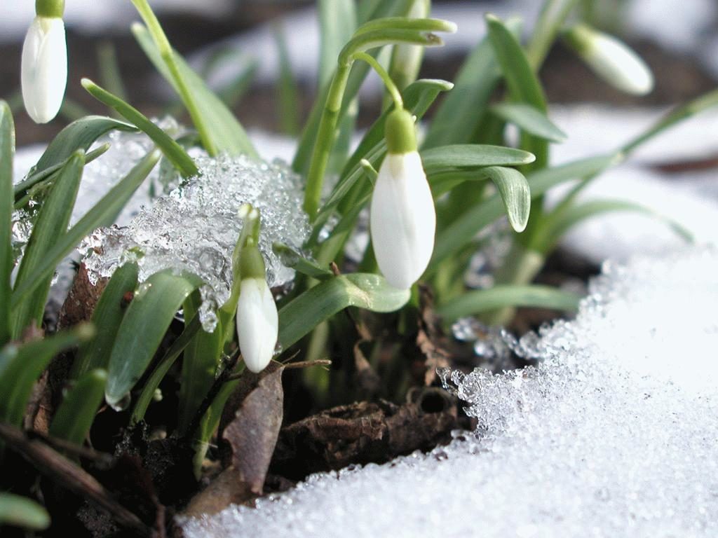 Цими вихідними на Закарпатті прогнозують до 18° тепла