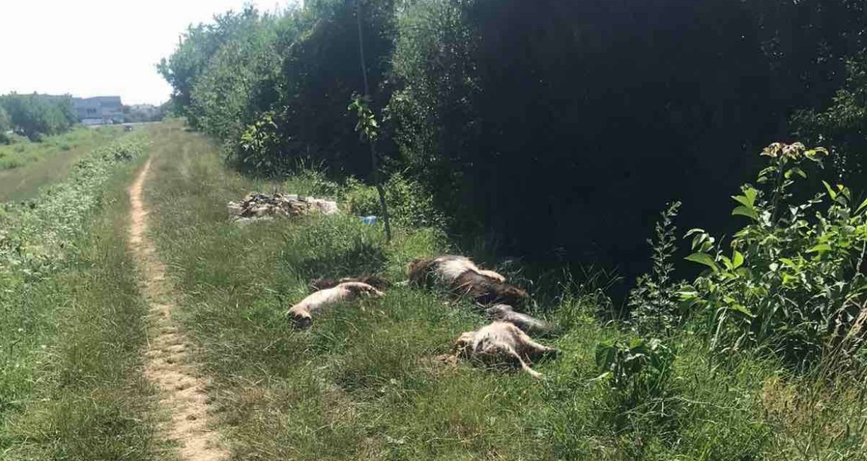 У Мукачеві вздовж однієї із вулиць виявлено трупи тварин - Соцмережі (ФОТО)