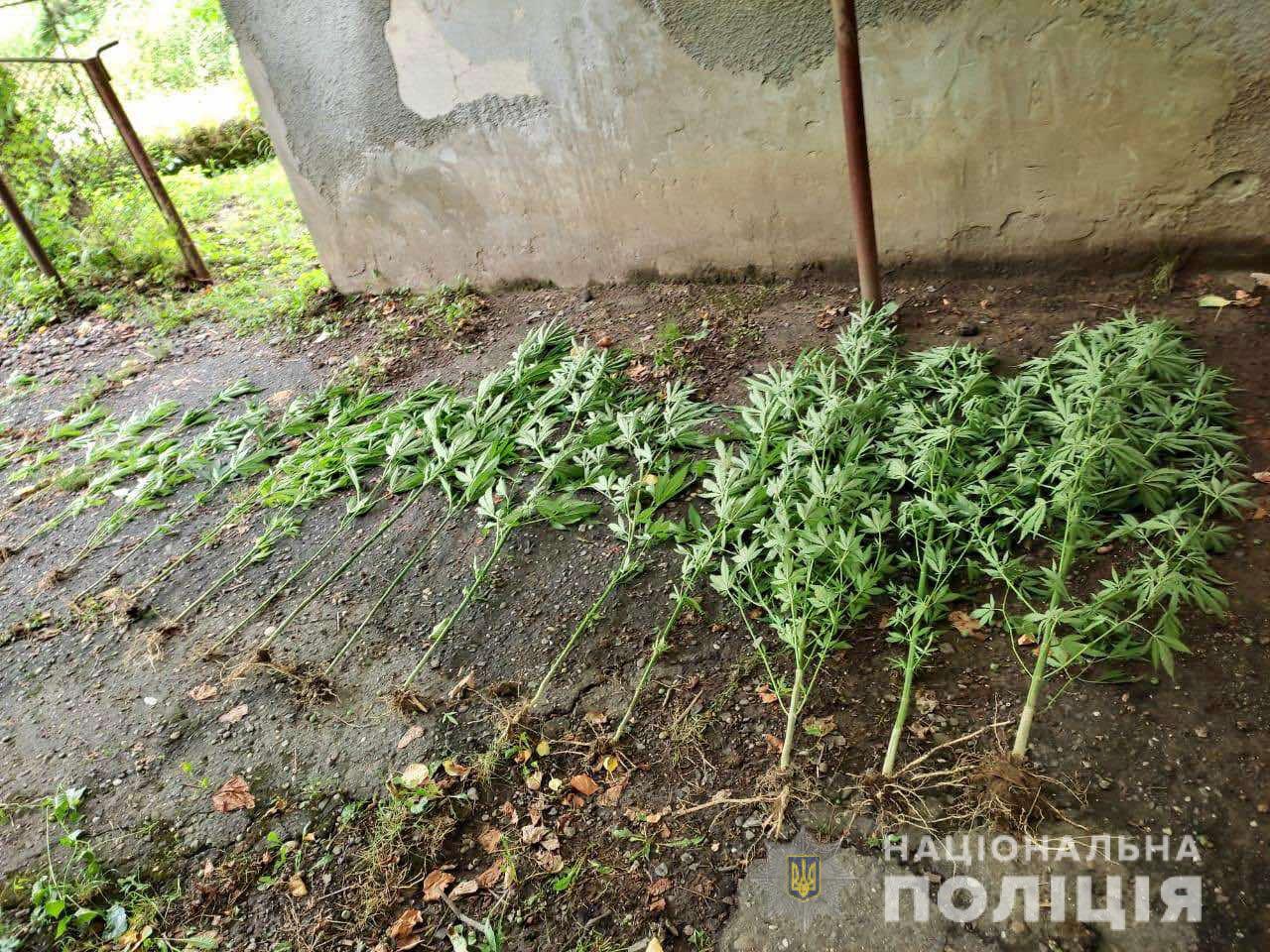 Поліція затримала юного жителя Мукачівщини, який у себе вдома вирощував коноплю (ФОТО)