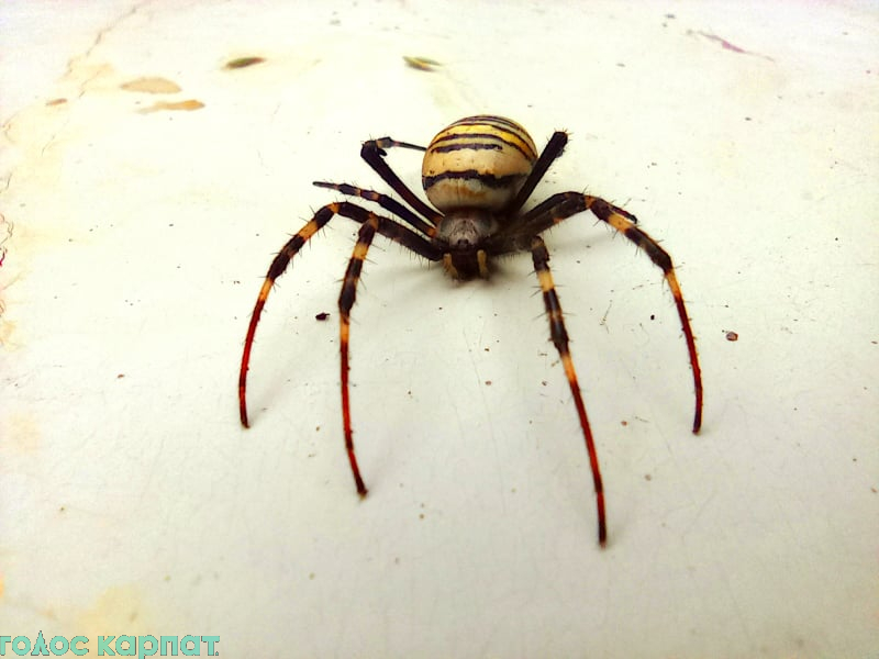 У Мукачеві масово поширюються отруйні павуки (ФОТО)