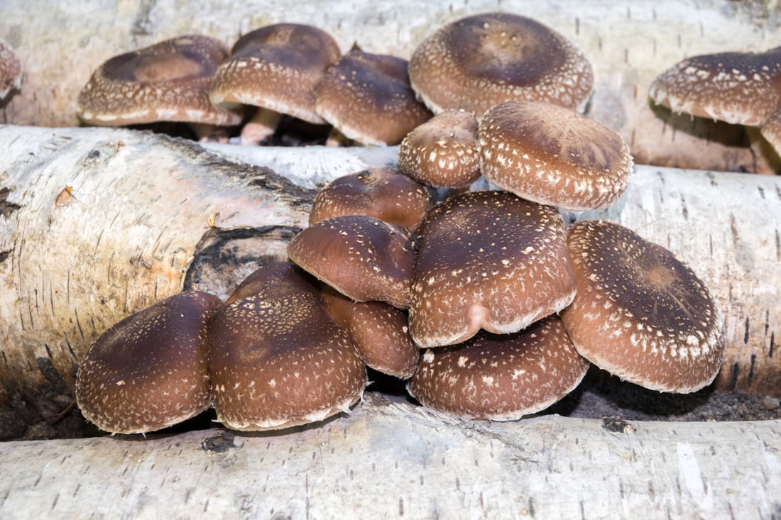 Збирають тоннами: на Закарпатті вирощують екзотичні гриби (ФОТО)