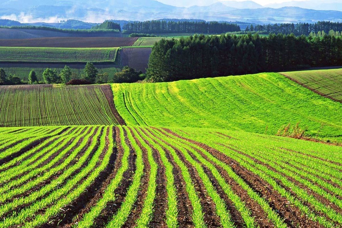 Закарпаття очолює рейтинг по ціні сільськогосподарських земель за перший місяць роботи відкритого ринку землі