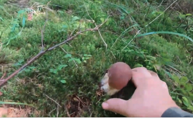 Сезон видався на славу: закарпатці продовжують збирати повні корзини грибів у лісах (ВІДЕО)