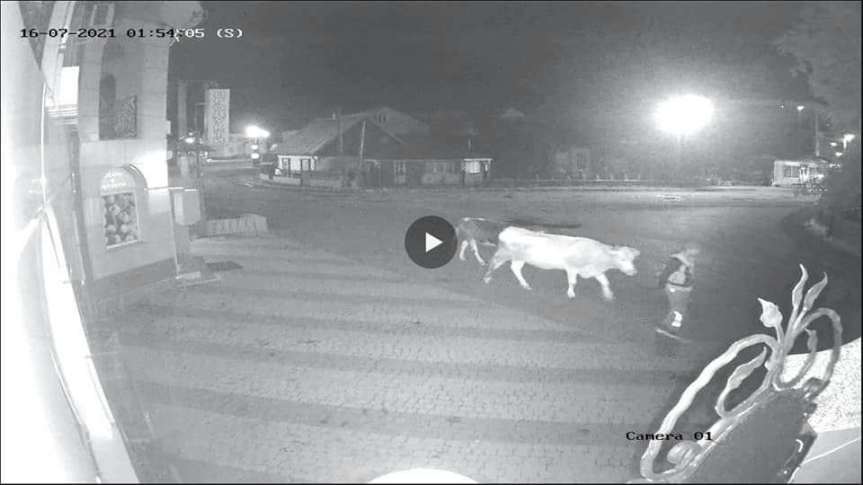 На Тячівщині розшукують чоловіка, який вкрав двох корів (ФОТО)