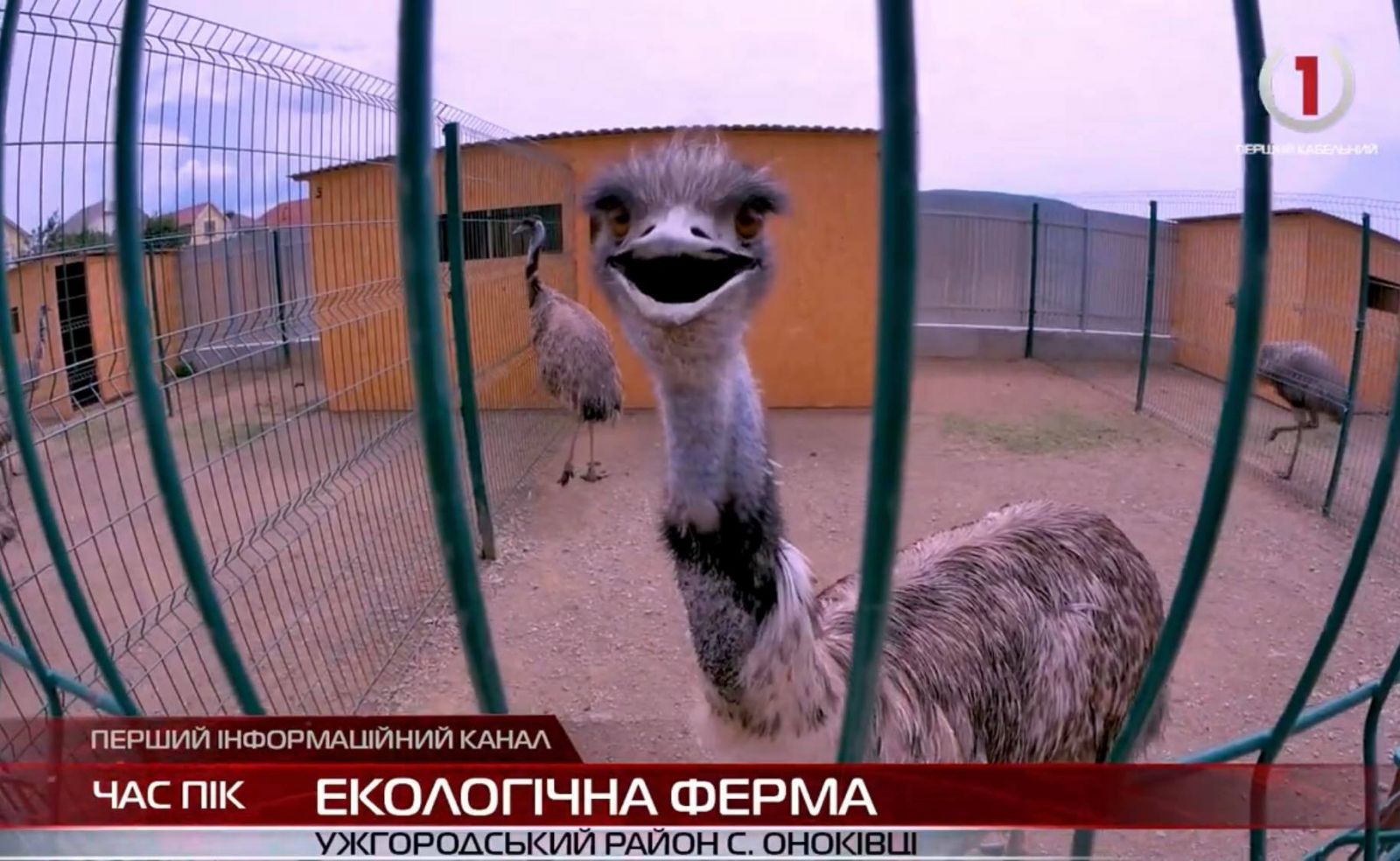 Екоферма: життя страусиного господарства неподалік Ужгорода (ВІДЕО)