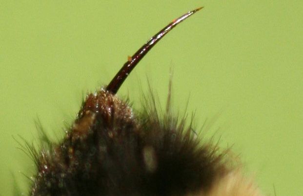 Небезпечні комахи Закарпаття: як надати першу допомогу при укусах