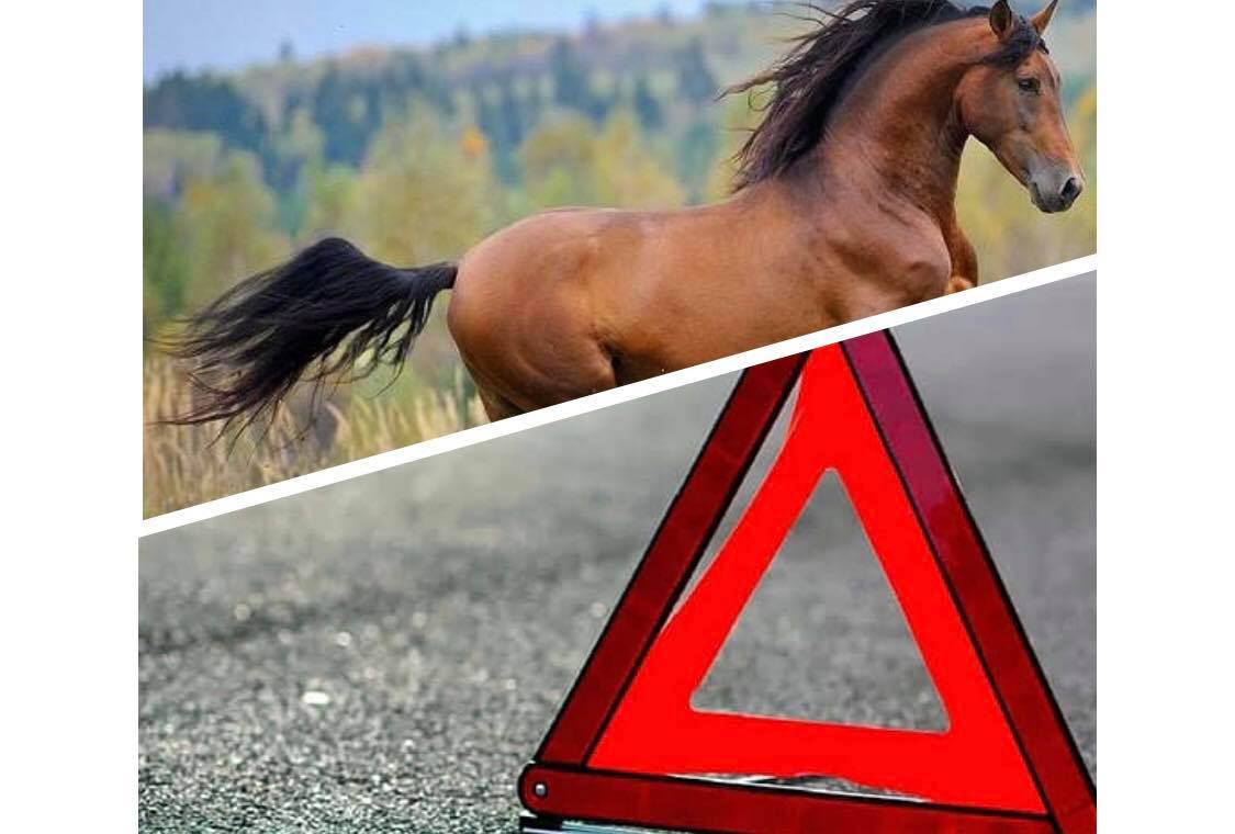 Карколомна ДТП: у Хусті легковик збив коня (ВІДЕО)