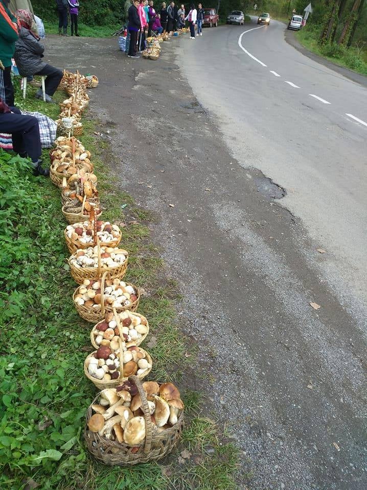 "Вродило нівроку": на Закарпатті хизуються цьогорічним урожаєм грибів (ФОТО, ВІДЕО)