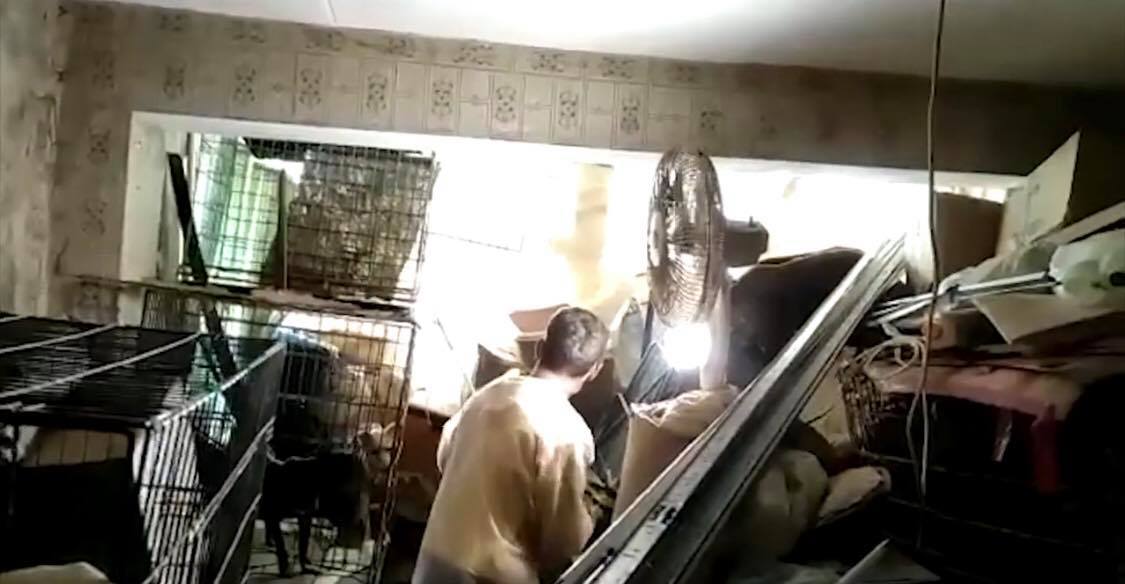 Жахливий сморід та безлад: у Києві жінка тримала у себе у квартирі 28 котів та 41 собаку (ВІДЕО)