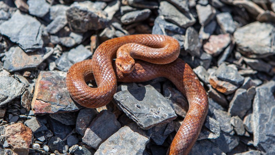 "Третя за два тижні": закарпатка скаржиться на нашестя червонокнижних змій у своїй оселі (ФОТО, ВІДЕО)