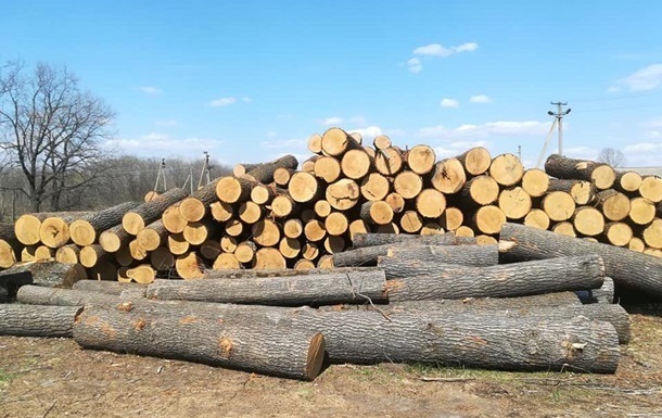 Незаконна вирубка лісу: на Рахівщині двох чоловіків підозрюють у незаконній порубці дерев різних порід