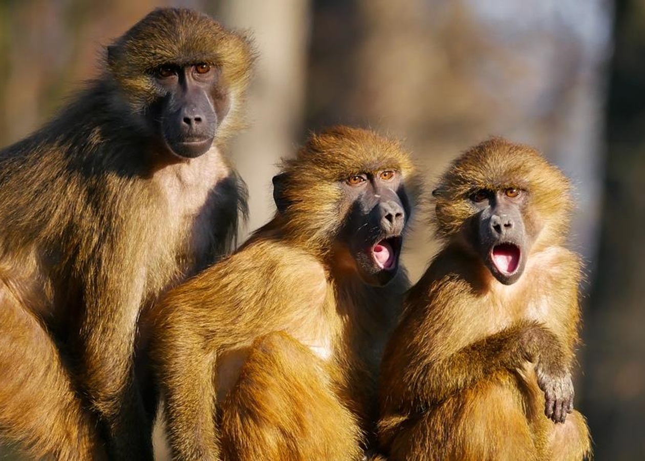 У Китаї зафіксували перший випадок смерті людини, що заразилася вірусом мавпи