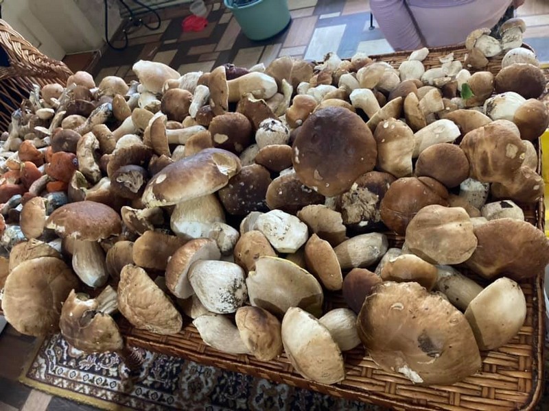 Де на Закарпатті збирають більше всього грибів (ФОТО)