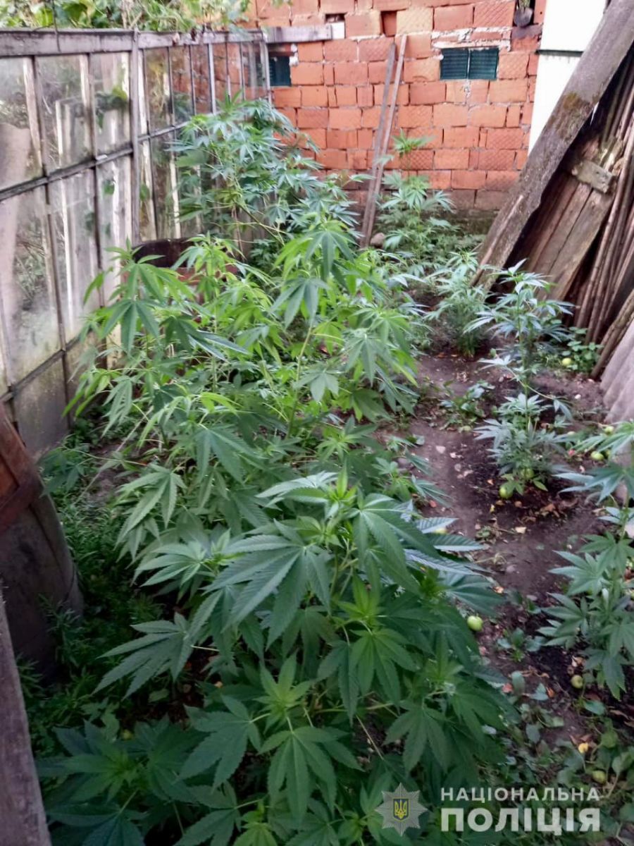 Закарпатець вирощував вдома плантацію наркотичних рослин (ФОТО)