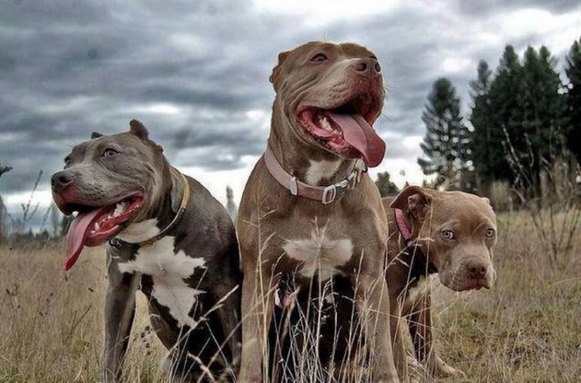 Закарпатські патрульні нагадали про правила вигулу собак небезпечних порід