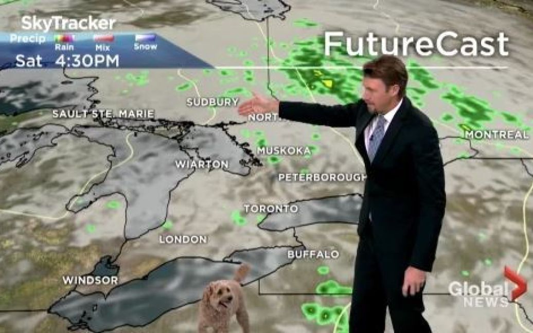 Курйоз в прямому ефірі: під час прогнозу погоди у кадр увірвався собака й повеселив глядачів (ВІДЕО)