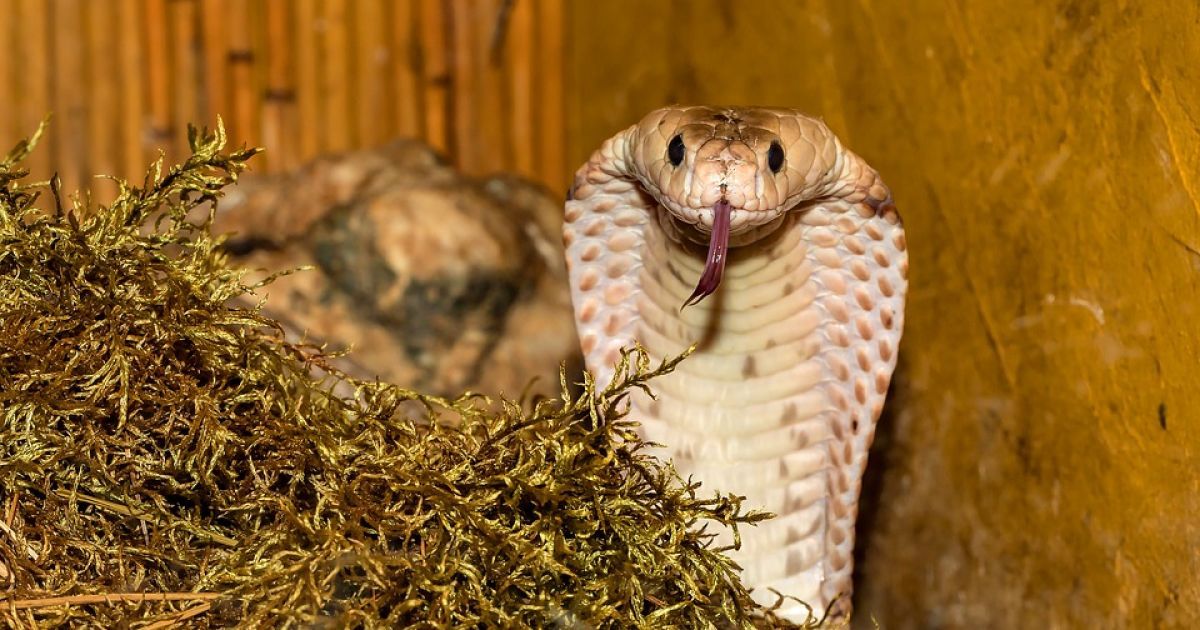 У Єгипті кобра виповзла з коробки і вбила п'ятьох людей