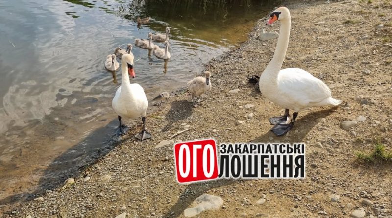 Ужгородські лебеді виводять малюків на прогулянку на берег озера (ФОТО)