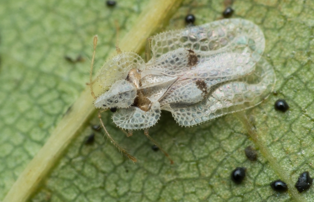 Жителів Закарпаття масово атакує американський клоп-кровопивця (ФОТО)