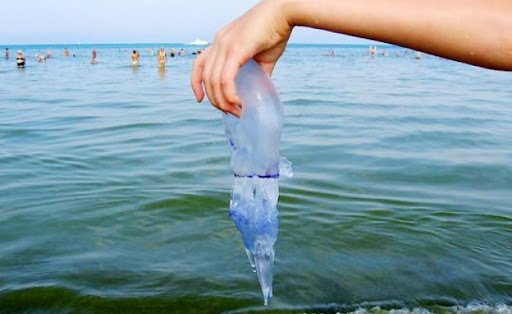 На Азовському морі курортники почали використовувати медуз як м’ячі (ВІДЕО)