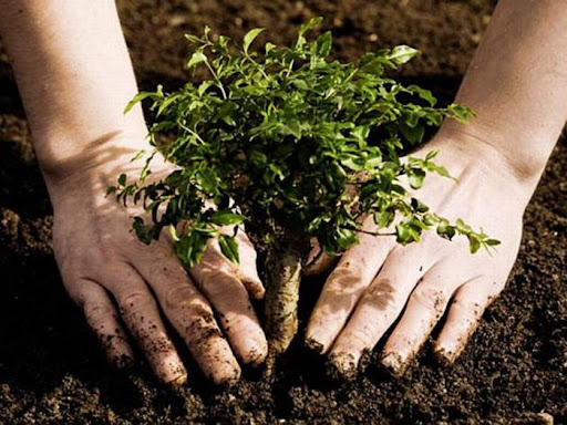 В Україні планують висадити мільярд дерев: у жовтні стартує програма «Зелена країна»