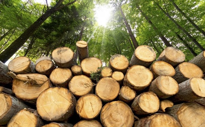 Незаконна вирубка лісу: на Тячівщині перед судом постане мешканець Нижньої Апші