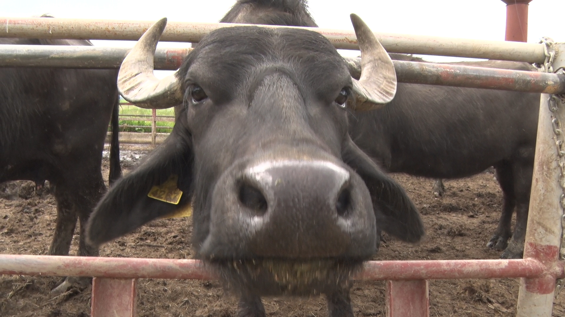 Найбільше в державі поголів’я карпатського буйвола мешкає у Виноградові (ВІДЕО)